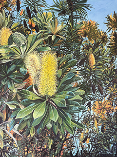 Banksia Beauty